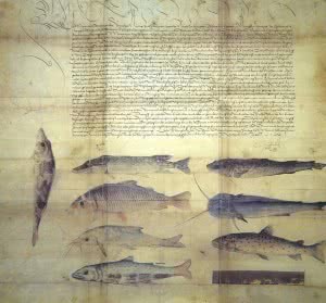 Biblioteca y gabinete de curiosidades, arte y conocimiento - hoyesarte.com