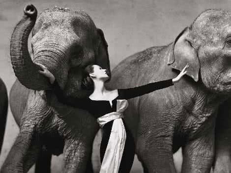 dovima_con_elefantes_richard_avedon