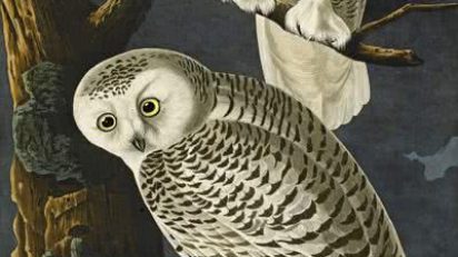 Lot_50_Audubon_-_Snowy_Owl