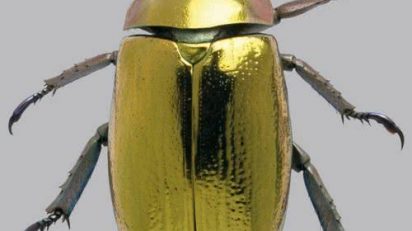 gold_beetle