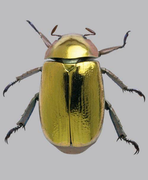 gold_beetle