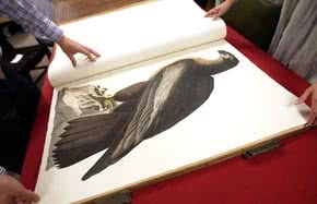 sothebys_audubon_3
