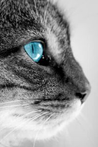 blue-eyes-Cat