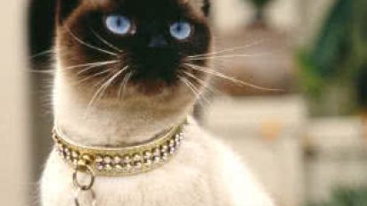 gato_enjoyado_ernesto_mendoza