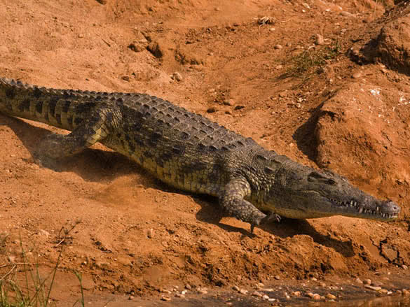 Cataratas_Murchinson__4