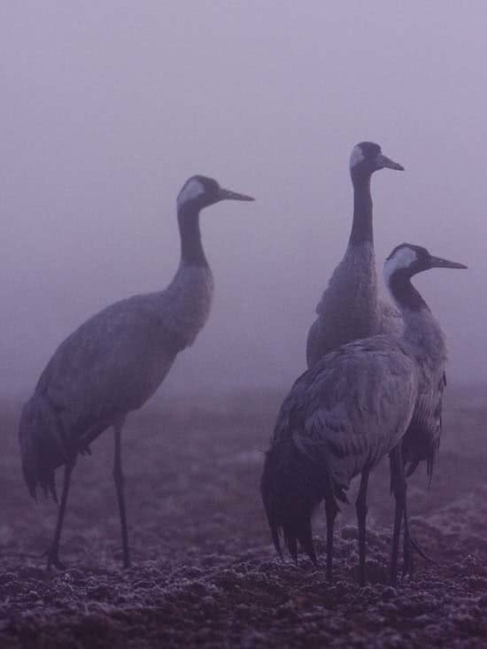 grullas_3