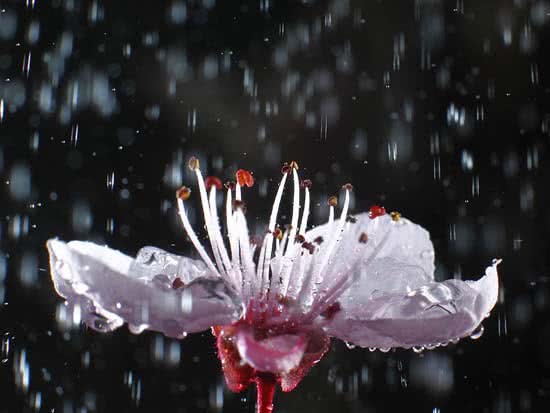 ARTE_NATURAL_La_seduccin_del_color001