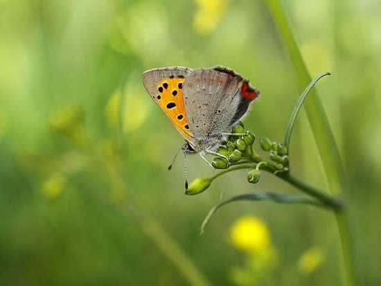 ARTE_NATURAL_La_seduccin_del_color003