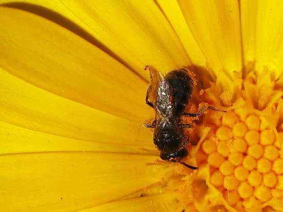 ARTE_NATURAL_La_seduccin_del_color005