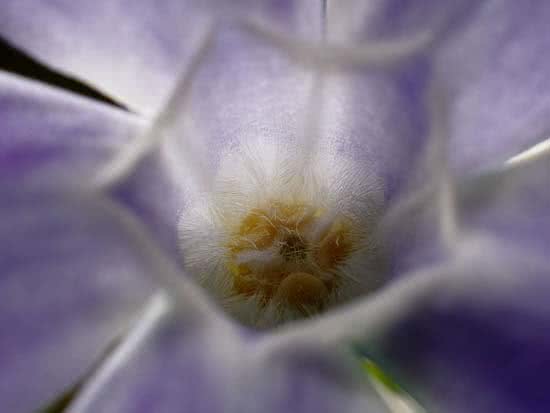 ARTE_NATURAL_La_seduccin_del_color006