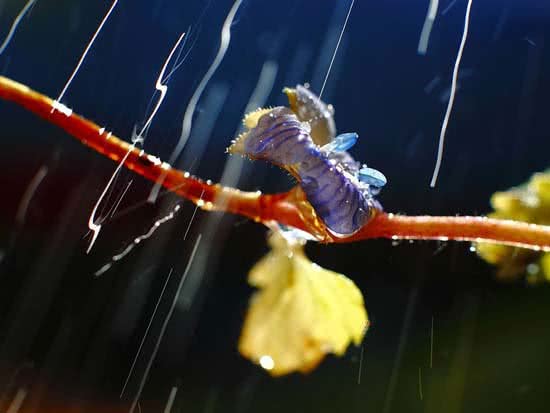 ARTE_NATURAL_La_seduccin_del_color011