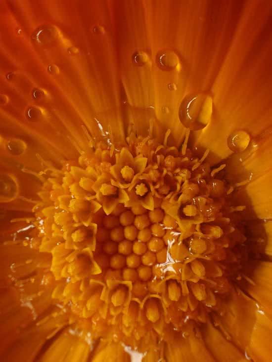 ARTE_NATURAL_La_seduccin_del_color_002