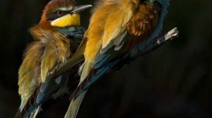 1_abejaruco_arte_natural