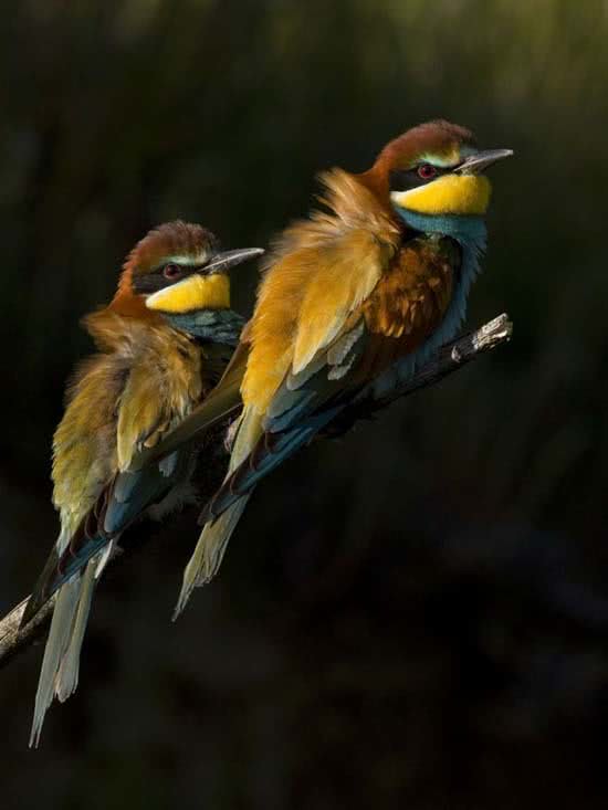 1_abejaruco_arte_natural