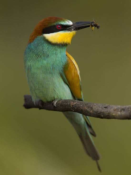 2_abejaruco_arte_natural