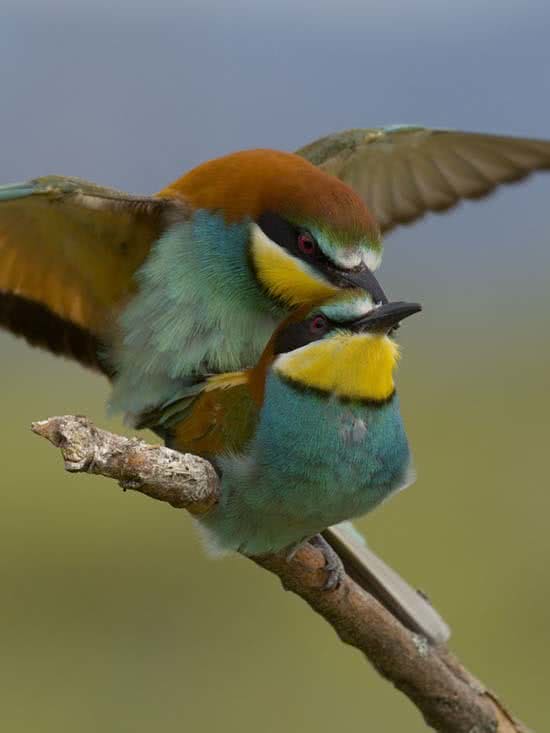 3_abejaruco_arte_natural