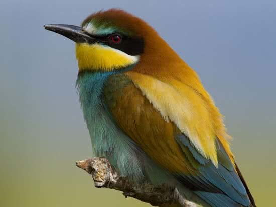 4_abejaruco_arte_natural