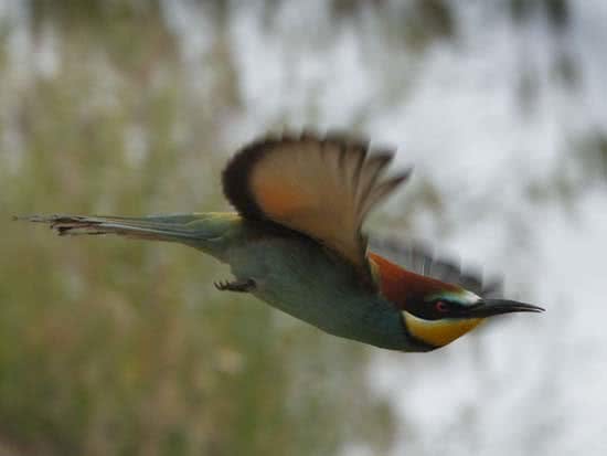 5_abejaruco_arte_natural