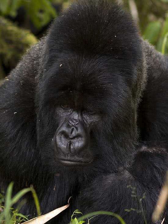arte_natural_gorila_montaa_1