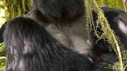 arte_natural_gorila_montaa_3