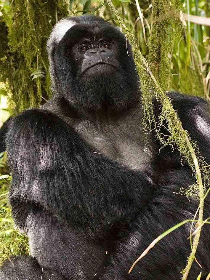 arte_natural_gorila_montaa_3