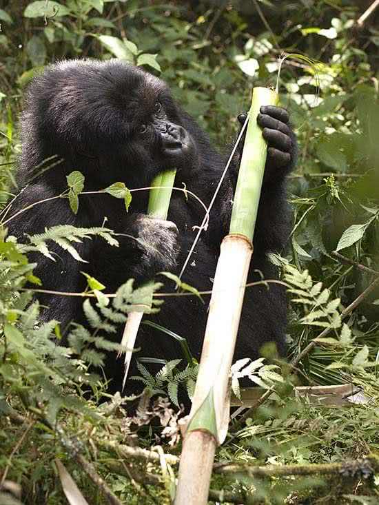 arte_natural_gorila_montaa_4