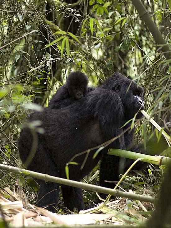 arte_natural_gorila_montaa_5