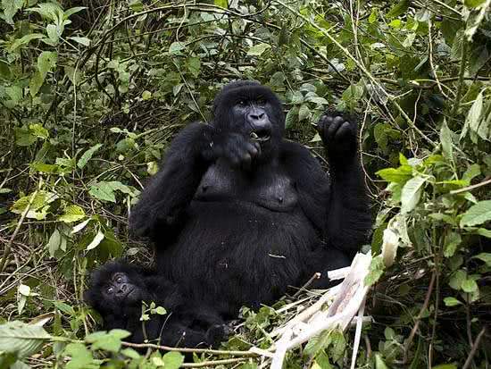 arte_natural_gorila_montaa_6