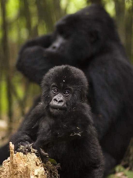 arte_natural_gorila_montaa_7