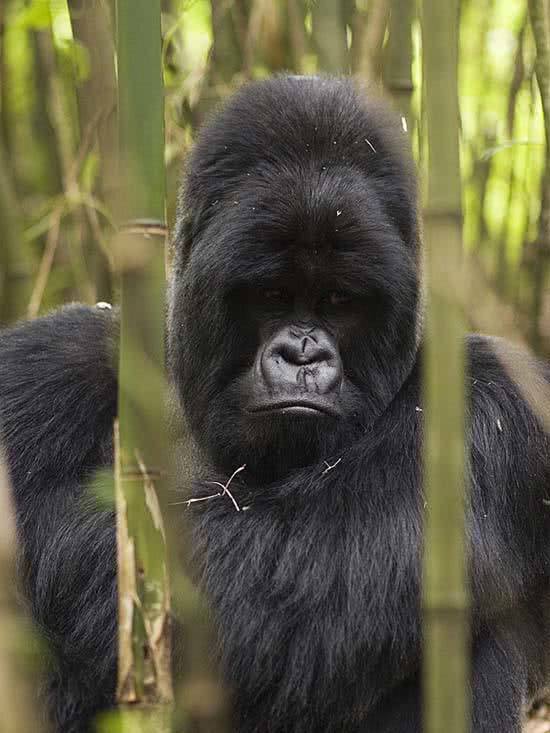 arte_natural_gorila_montaa_8