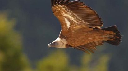 ARTE_NATURAL_CANON_DEL_RIO_LOBOS_010