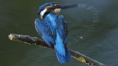 BLOG_ARTE_NATURAL_MARTIN_PESCADOR_4