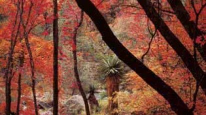 bosques_del_mundo_lunwerg_1