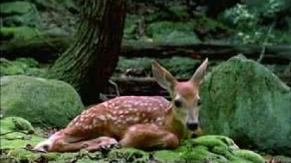 el-proyecto-inventa-una-tradicion-para-esta-nueva-poblacion-denominada-streamside-knolls-marcando-el-dia-11-de-octubre-en-e