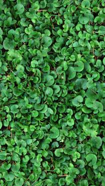 juan_urrios_serie_verdes_1997