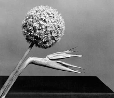 mapplethorpe_segun_almodovar