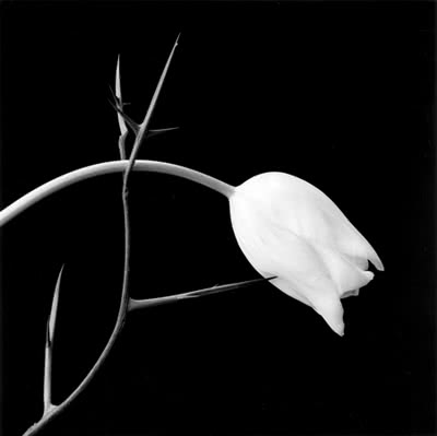 tulip_robert_mapplethorpe