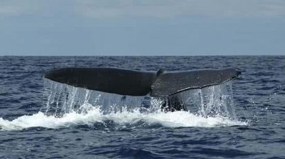 azores_ballenas_006