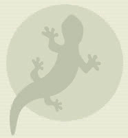 editorial_salamandra