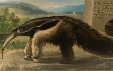 la_osa_hormiguera_de_su_majestad_goya