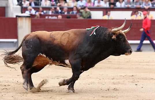 toros_nuevo_premio_nacional_cultura