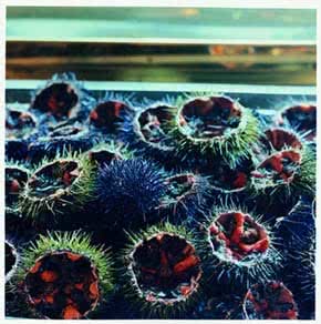 the_fragile_feast_sea_urchins_2
