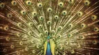 ani_difranco_which_side_are_your_on