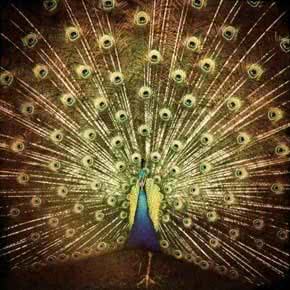 ani_difranco_which_side_are_your_on