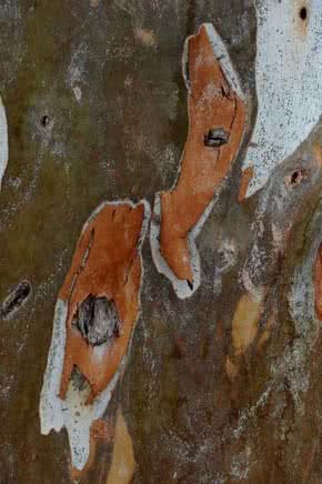 eucalpito-juan_muguruza