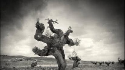 sabores_e_imagenes_de_la_mancha