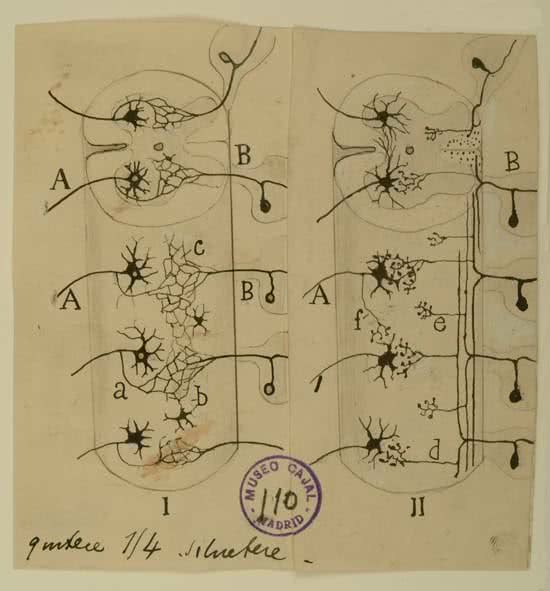 santiago-ramon-y-cajal-conexiones-sensitivo-motoras-de-la-medula-espinal-golgi-i-cajal-ii-dibujo-tinta-negra-sobre-p