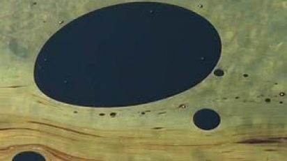 Nasrin_Tabatabai_y_Babak_Afrassiabi