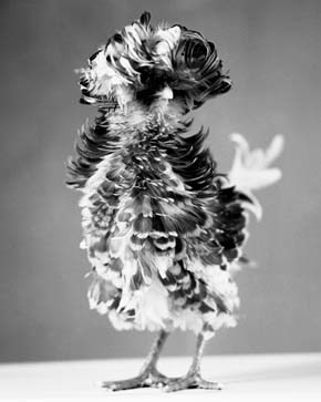 Pagliuso_Poultry_Suite_Variegated_19_Medium_2005_Gelatin_silver_print