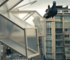 pigeon_dor_lede_PieterBaerte